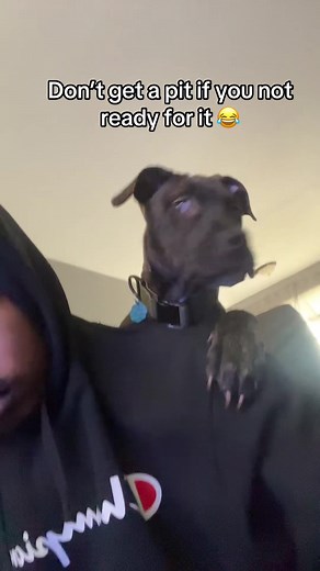 Understanding Clingy Pitbull Behavior