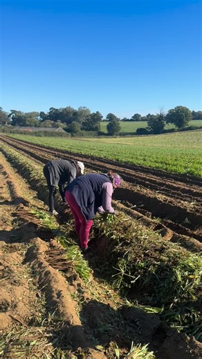 Salsify harvest Salsify is a nutrient-dense root vegetable that belongs in the dandelion family. It is known for its mild, oyster-like flavour. | James Foskett Farms