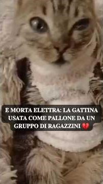 ♦️ 𝐄̀ 𝐌𝐎𝐑𝐓𝐀 𝐄𝐋𝐄𝐓𝐓𝐑. 𝐋𝐀 𝐆𝐀𝐓𝐓𝐈𝐍𝐀 𝐔𝐒𝐀𝐓𝐀 𝐂𝐎𝐌𝐄 𝐏𝐀𝐋𝐋𝐎𝐍𝐄 #sosconsulenzepergatti #gatto #cat #Elettra #Roma