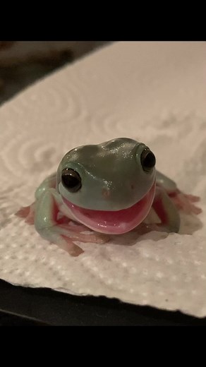 Cute Pet Frogs Sneezing Compilation | Funny Frog Videos 🐸🤧