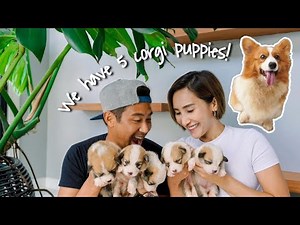 Corgi Puppies! Valentine Gives birth! Cuteness Alert!