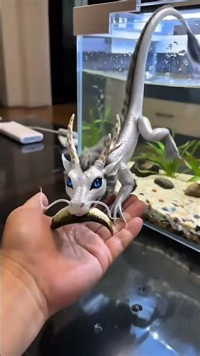 #BabyDragon