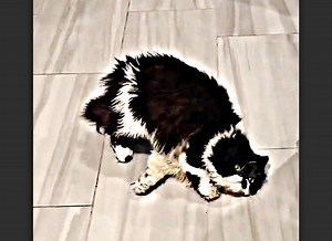 9.6K views · 4.8K reactions | Cyrus's New Toy Fun | Cyrus | Facebook