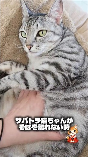 サバ猫が見つめてくる時あなたに起きていること #猫のいる暮らし #スピリチュアル