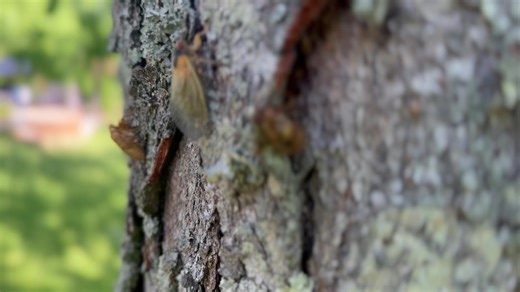 Tim Farmer's Country Kitchen on Reels