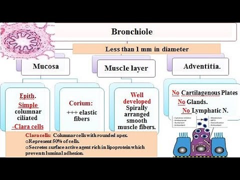 Respiratory system 3: bronchioles and respiratory part of respiratory system 2021