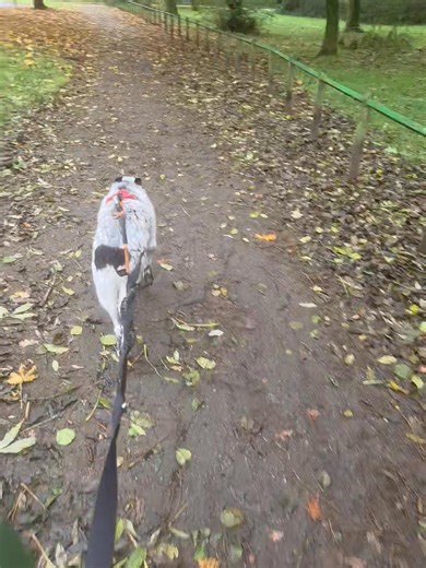 Went for a walk this morning with milo and ended up getting set upon by 3 poodles! All off lead and not under control at all. Poor milo didn't know which way to turn! That has set him back on his journey with other dogs! They were tiny but they were loud and determined! Nevermind milo i was stressed after that! Anyway home safe now and hes had a treat. What are your plans for the day? | Liz Bailey