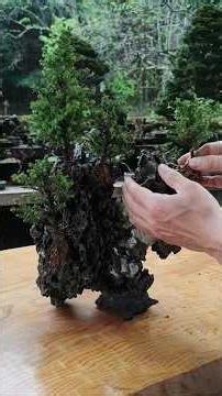 創作！石付き盆栽 #bonsai