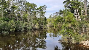 Pa. native helped capture, kill second-largest python in Florida: reports