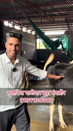 #cow #dairyherd #dairyfarm #farming #murraha #dairyproducts #farm #bull #baffalo #bakri #bakraeid