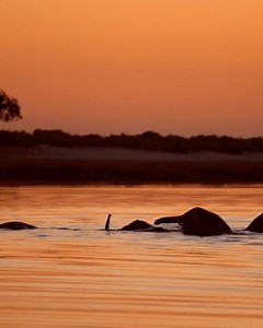 27 reactions | Chobe Game Lodge on Reels | Facebook