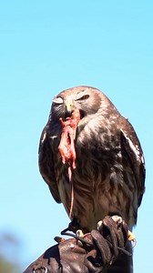 Barking owl eating a mouse Wincent EioRb #bird #nature #wildlife | HAWI Studios