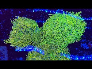 2025 Coral Farm Tour – Full Reef System Setup & Equipment Overview