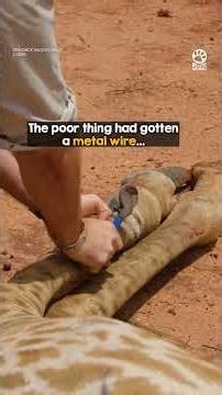 Heroic Men Bring Down a Giraffe to Save Her Life ❤️