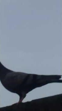 Pigeons are eating and flapping their wings