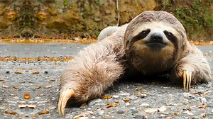 1.8K views · 67 reactions | Pygmy Three-toed Sloth 殮 The World's...