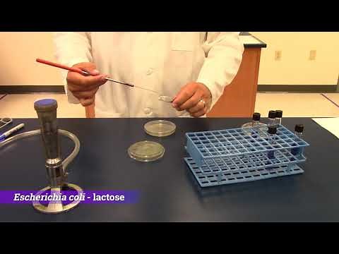 Demo: Biochemical Tests - Carbohydrate Fermentation Test
