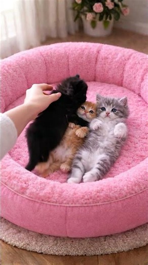 Don't Miss a Kitten! 🐱💛 Count with Me #shorts #preschool