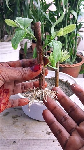 Grow Guava tree Cuttings using Toothpaste Rooting hormone