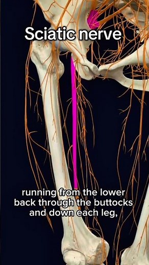 Sciatic Nerve Anatomy & Sciatica Explained | Roots, Causes & Symptoms (Easy Guide)#shorts