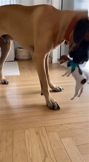 When the big dog finally had enough… 😂🐶🪣 #FunnyDogs #DogComedy #BigDogLittleDog #DogHumor #PetReels #CutePets #DogLovers #PuppyAntics #AnimalComedy #ViralPets #DogVideos #FunnyPets #PetLife #DogsOfFacebook #FurryFriends #BarkingDog #PetPranks #AnimalLovers #DogJokes #PawJoy | Top Dog Daily