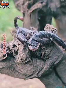 Incredible footage of the animal world#1 | Funny News