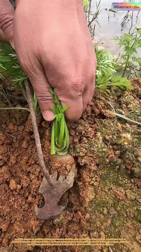 Effet de levier : comment une fourche transforme des carottes récalcitrantes en récoltes faciles