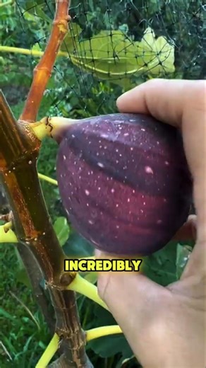 This Fig Fruit Hides Hundreds of Tiny Flowers Inside! #FigFruit #FicusCarica #FigWasp