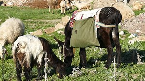 sheep and shepherd donkey, Stock Video