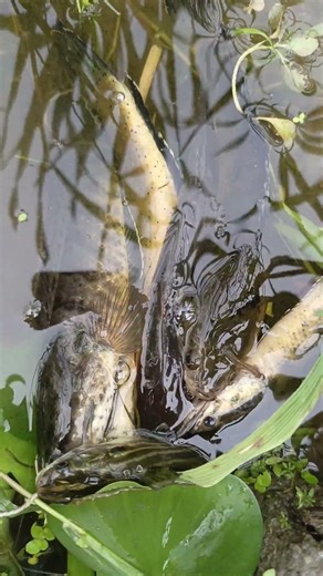 How fish was preserved in the past #fishing #fish