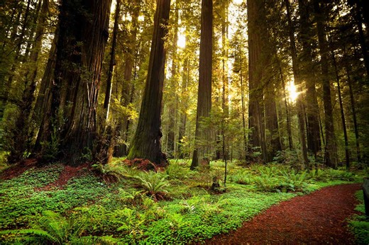 This California State Park Is the Highest-rated in the U.S.—and It Has a Massive Old-growth Forest and a Scenic Highway