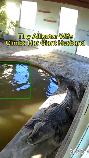 Wildlife Educator | Animal YouTuber on Instagram: "Tiny Alligator Wife Climbs Her Giant Husband 🐊💚"