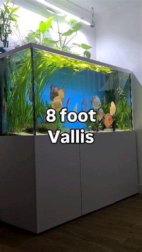 1.5K views · 1.4K reactions | Those were the days. The vallis was so easy to grow but I think i just fluked my water and was lucky. Now im testing and tweaking and I actually think its working. The discus jungle with the green ceiling might be making a comeback. #aquarium #fishtank | Discus Switch | Facebook