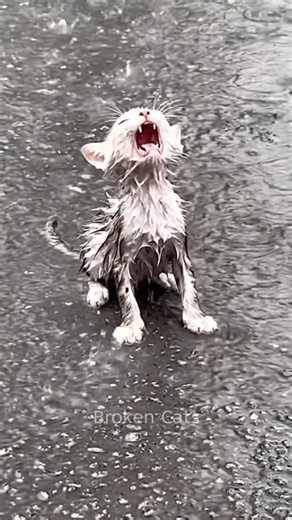 Stray Kitten Crying in Heavy Rain Gets Rescued 😭❤️ #cat #cats #rescue #catrescue #kitten #catlover