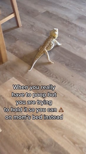 566K views · 6.1K reactions | The BRATIEST of all the brats! #beardeddragon #chuckthebeardeddragon #poop #farts #pets | bougie_beardies | Facebook
