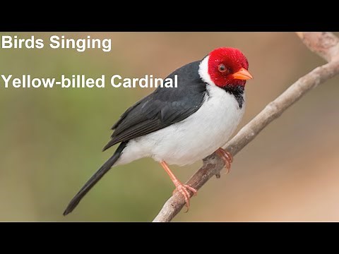 Birds Singing - Yellow billed Cardinal - Sounds of Nature