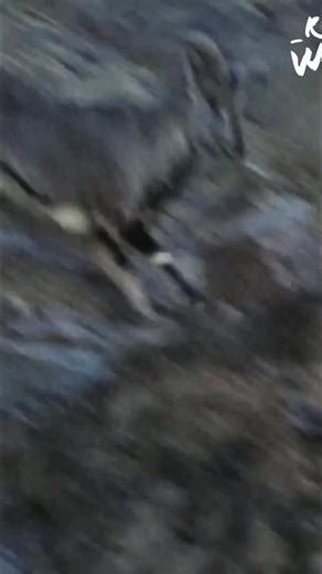 19K views · 244 reactions | The ibex herd's rutting season is intense. Male ibex battle to mate, even when they can't establish dominance on the cliffs. Nature's struggle is real. #Ibex #Wildlife #MatingSeason #AnimalBehavior #NatureDocumentary | Real Wild | Facebook