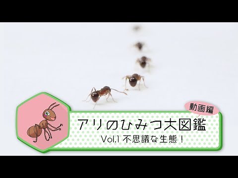 Vol.1 不思議な生態！【アリのひみつ大図鑑】／BS11