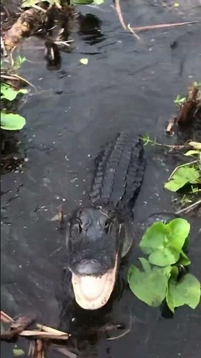 Alligator scares the shit out of me. Airboat tour. Orlando FL 7.7.20