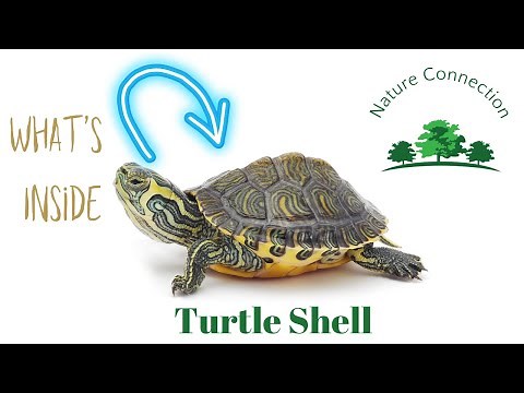 What's inside a turtle's shell ?