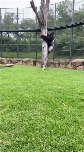 Gorilla Meets Tiny Piglet! Cute Interaction! 🦍🐖 #shorts #gorilla #piglet #zoo