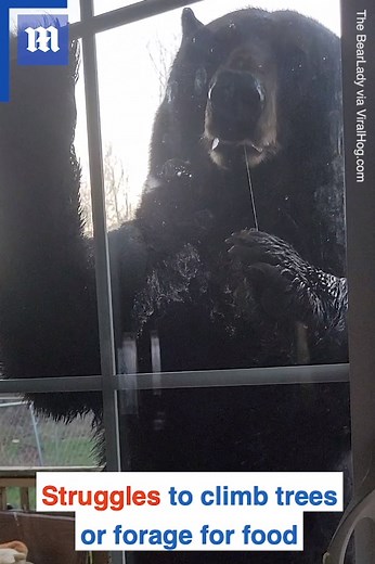 Knock knock! Just a friendly bear patiently waiting for some snacks 🐻 via ViralHog | Daily Mail Video