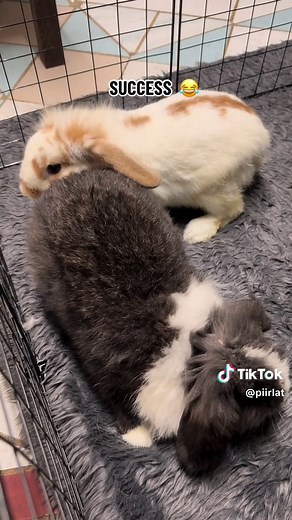 Rabbit Breeding: Everything You Need to Know