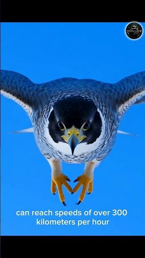 The Fastest Dive in the Animal Kingdom! #wildlife #naturedocumentary #animals