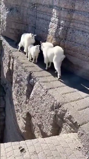 Nature's Best Climbers: Mountain Goats at 10,000 Feet! 🔥#wildlife#adventure#mountains#Shorts#goat