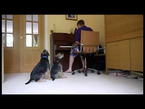 2 Border Terriers Singing! AS SEEN ON TV!