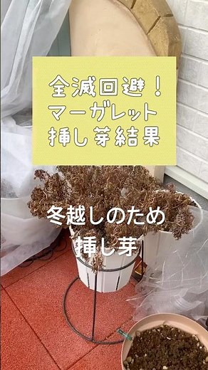 【マーガレット】冬越しのため挿し芽Margaret sprouted for wintering#shorts#ガーデニング初心者