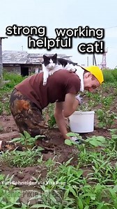 This extremely helpful cat is probably the only reason he ever finished. Cat: Yuri Schneider via Viralhog Voice-Overs and edits: Me 👋🏻😊 . Encouraging positive mental health, one cat video day at a time. Subscribe to my Patreon or say hiiee to help support my channel 💜 And don't forget to check out my shop: http://www.manicpixiecatlady.com/shop . . #animalvoiceover #catvideos #funnycats #cats #catlady #manicpixiecatlady #catmemes #trendingcats #catvoiceover #catmom | Manic Pixie Cat Lady