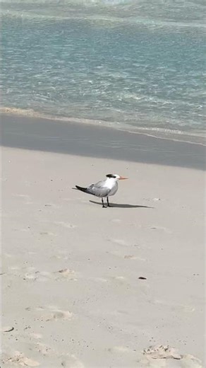 Laughing gull #music #birds