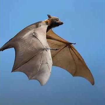 Black Flying Fox || Description and Facts!